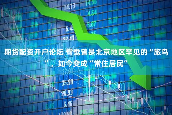 期货配资开户论坛 鸳鸯曾是北京地区罕见的“旅鸟”，如今变成“常住居民”